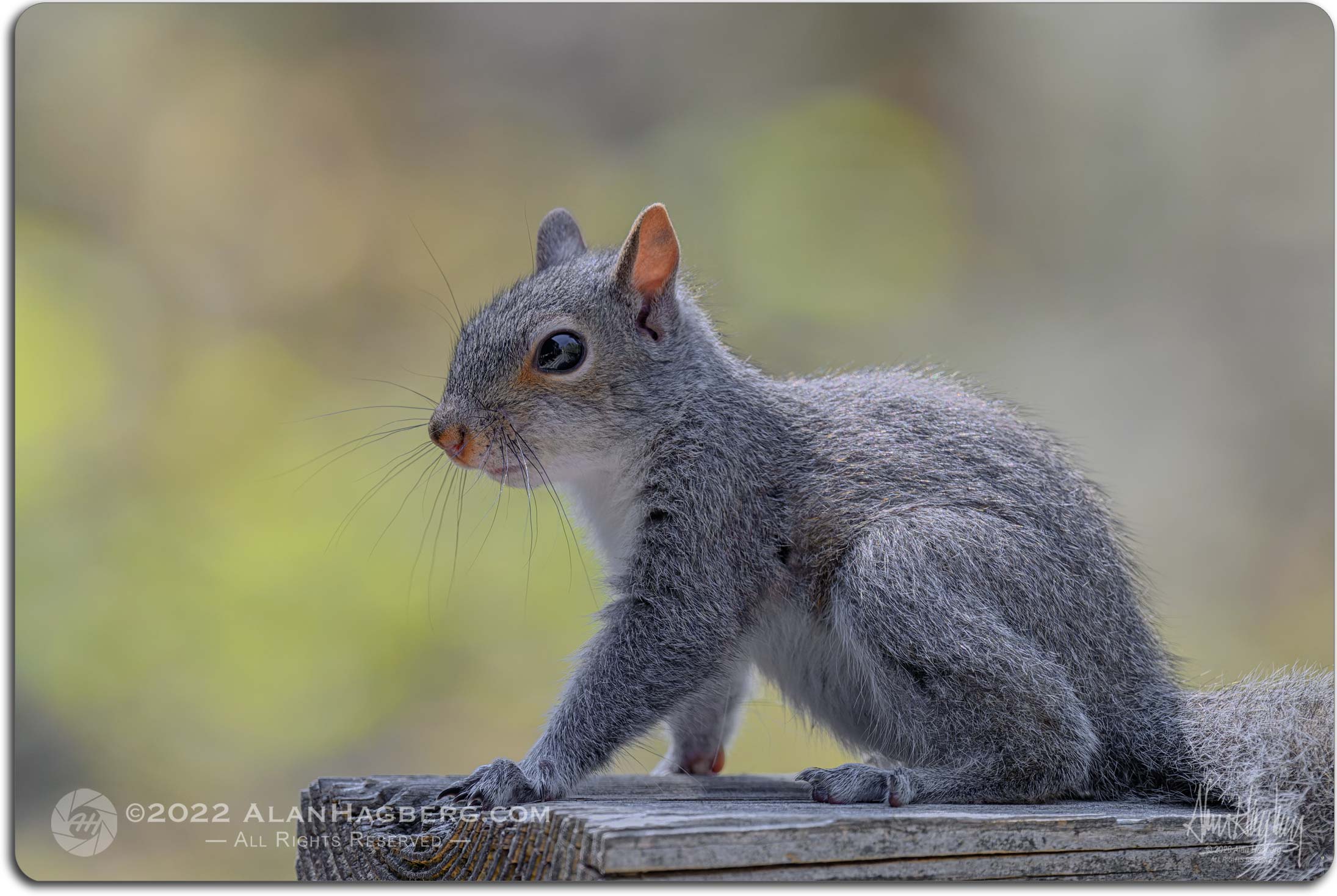 Squirrel